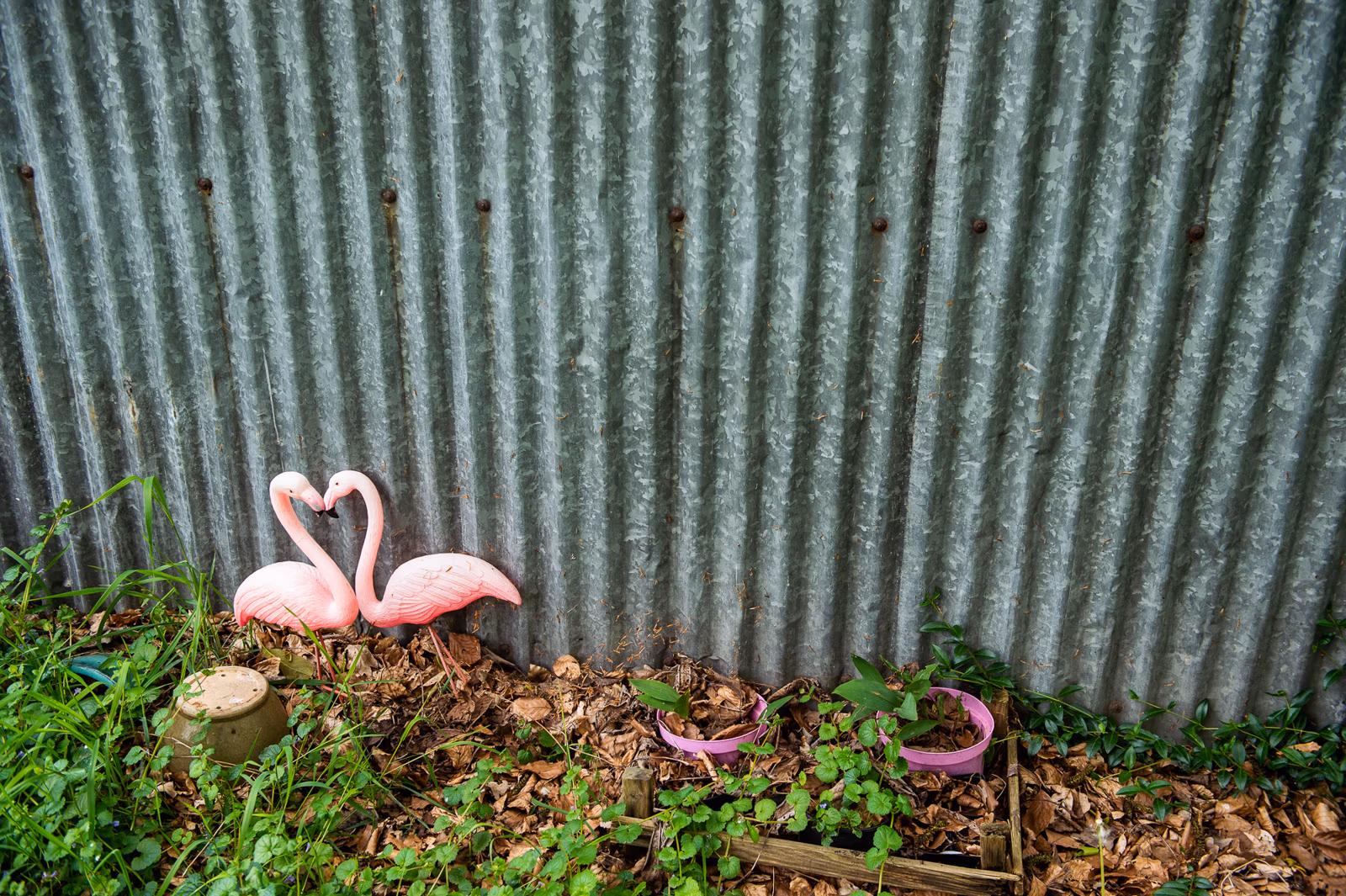 familie fotoshoot in Weerdinge, familie fotoshoot emmen, familiefotografie emmen, gezinsfotografie emmen