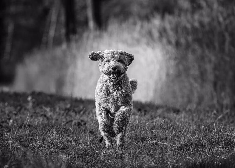 huisdieren fotografie, fotograaf delft, delft, familiefotografie delft